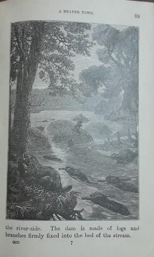 the royal star readers (E4)