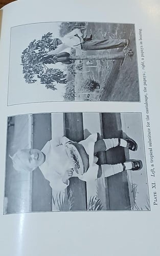 manual of tropical and subtropical fruits ( E16)