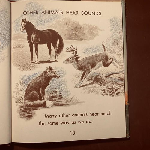 Sounds we hear (P15)