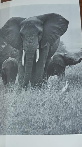 animals at peace (P8)