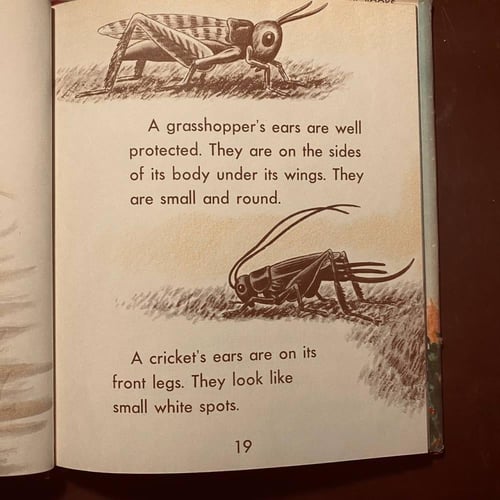 Sounds we hear (P15)