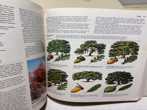 the world book encyclopedia