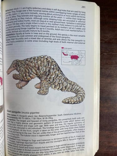 African Mammals (P15)