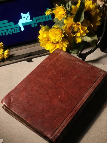 نمر السياسة المصرية - سنية قراعة