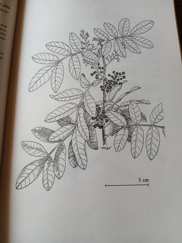 the street trees of egypt(P7)