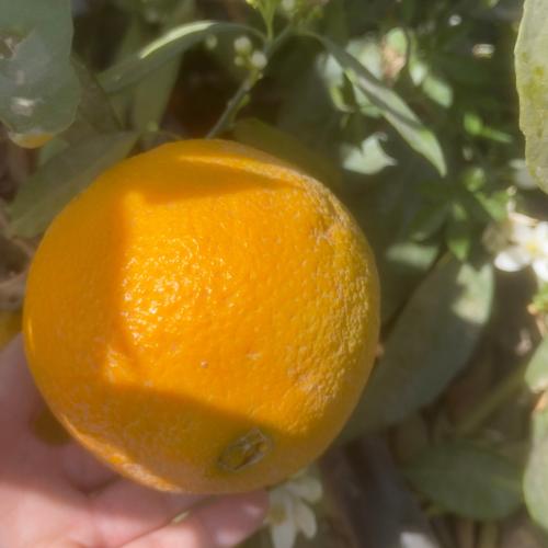 شتلة برتقال ابو صره