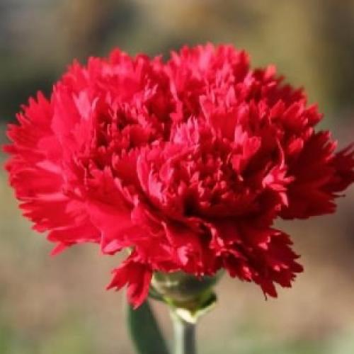 بذور أزهار القرنفل الأحمر (Red Carnation Seeds)