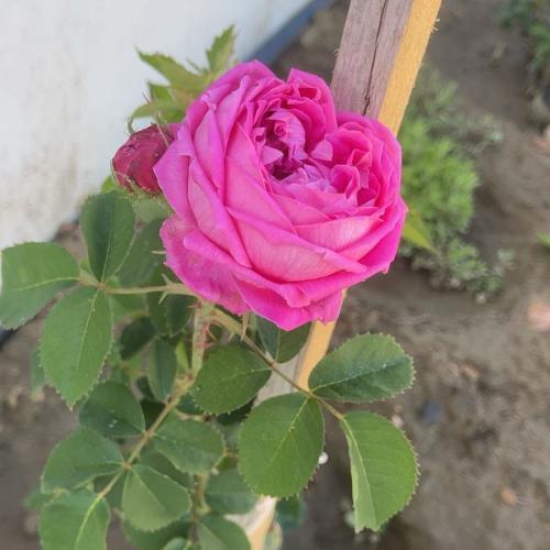 شتلة ورد سلطاني