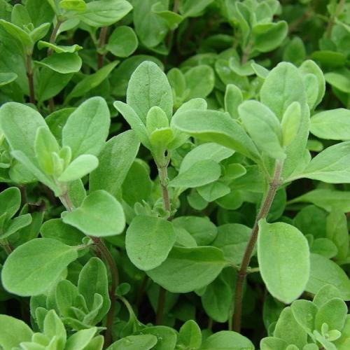 شتلة مردقوش ( وزَّاب)