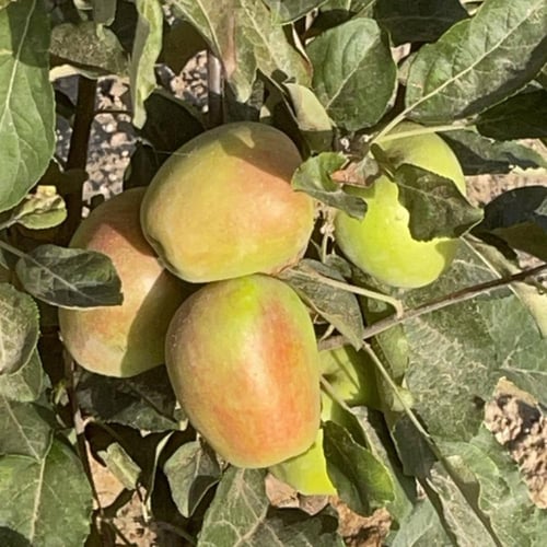 شتلة تفاح أنَّا امريكي