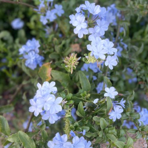 شتلة ياسمين ازرق -بلومباغو