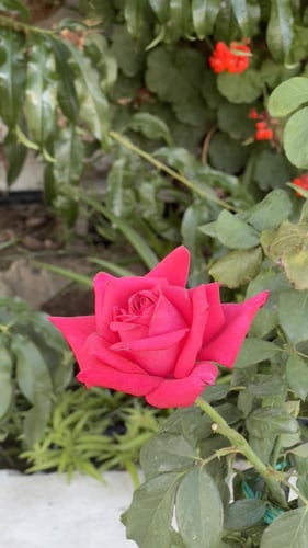 شتلة جوري وردي غامق