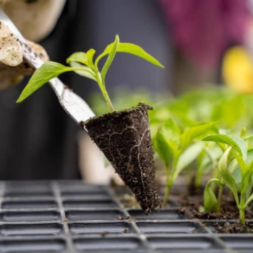 دورة تدريبية (كيف تزرع)