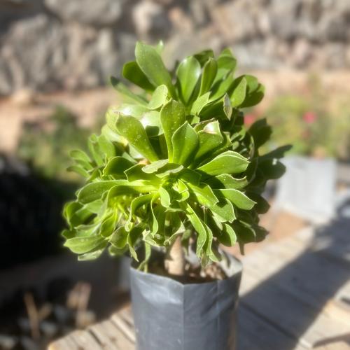 شتلة نبات الأيونيوم العصاري