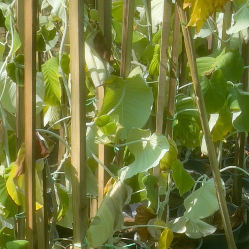 شتلة متسلقة سلك التلفون