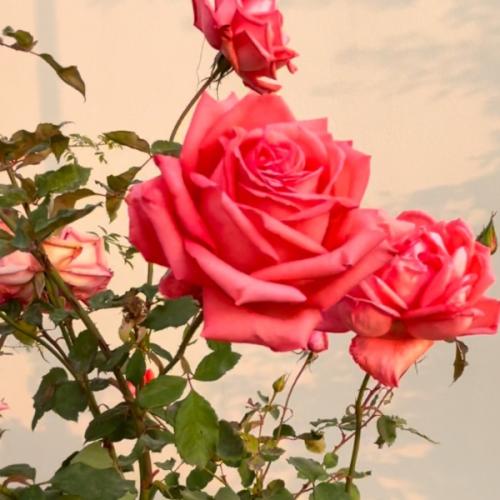 ورد جوري وردي فاتح - جمال ورائحة عطرة