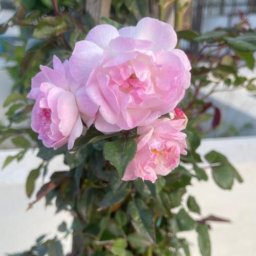 شتلة جوري متسلق