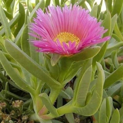 شتلة نبات عصاري - أصابع زينب