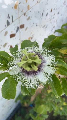 شتلة باشن فروت