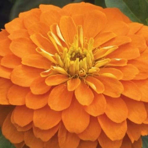 بذور ازهار الزينيا مخلوط