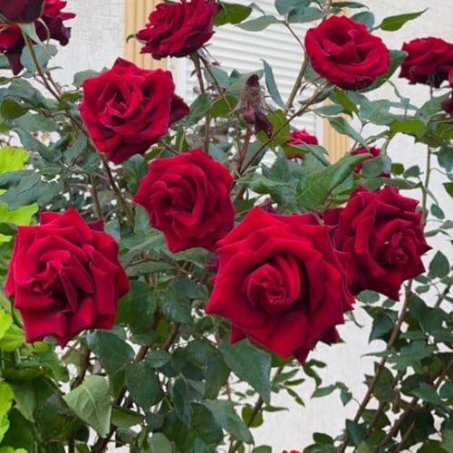 ورد جوري لون احمر مخملي بطول من ٥٠-٧٠سم