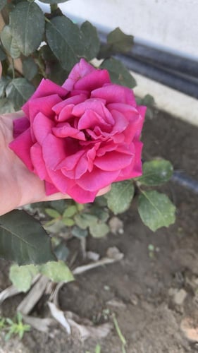 شتلة جوري وردي غامق