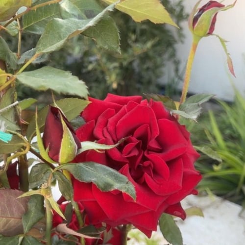 ورد جوري لون احمر مخملي بطول من ٥٠-٧٠سم