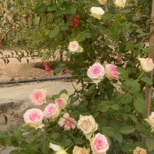 شتلة جوري دبل كلر ( فرنسي )Eden rose