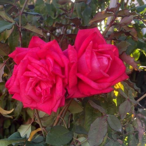 شتلة جوري وردي غامق