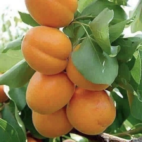 شتلة مشمش أمل