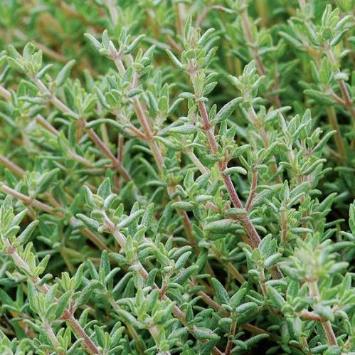 شتلة زعتر بري