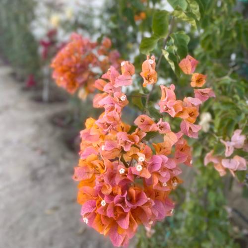 شتلة جهنميه برتقالي