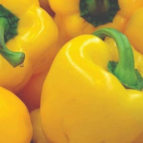 بذور الفلفل الاصفرالحلو