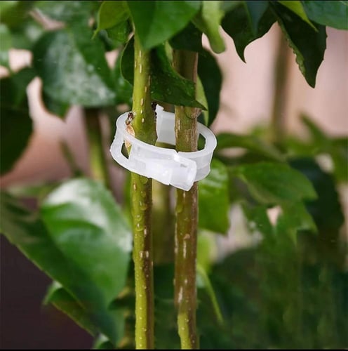حلقات بلاستيكية لدعم النباتات