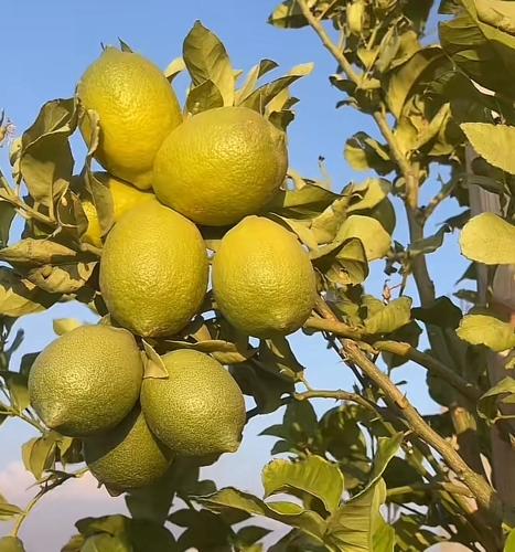 شتلة ليمون اضاليا