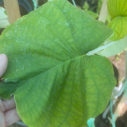 شتلة متسلقة سلك التلفون