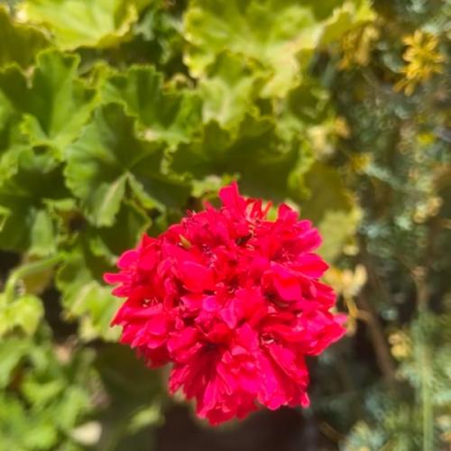 شتلة جيرانيوم مكبس او مزدوج الزهره