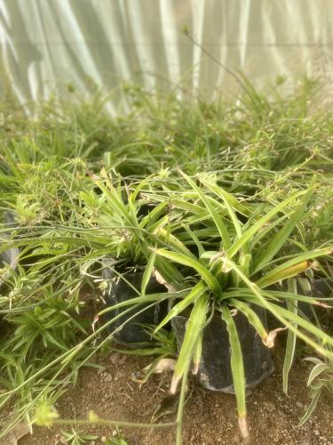 نبات العنكبوت