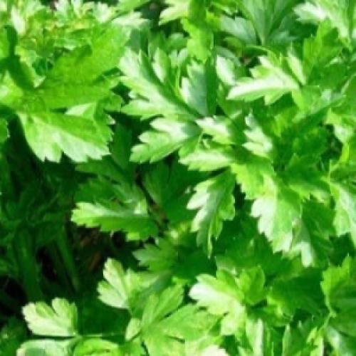 بذور البقدونس – نكهة طازجة وزينة مثالية للأطباق