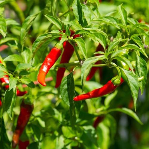 بذور فلفل أحمر حار