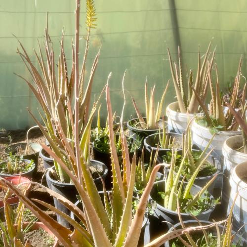 صبار الالوفيرا