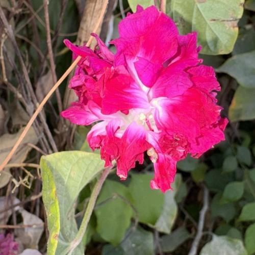 شتلة متسلقة مجد الصباح مكبس