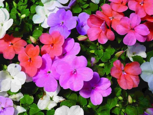 بذور ازهار البلسم