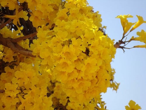 بذور شجرة التابوبيا الصفراء