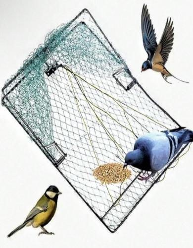 فخ صيد طيور