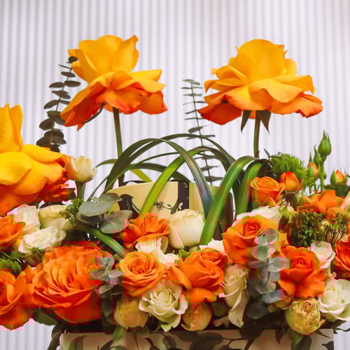 تنسيق انوش 6