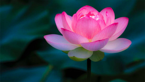 زيت عطري زهرة اللوتس