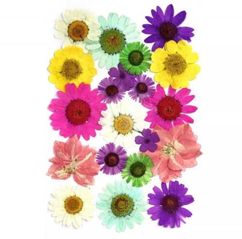 زهور مجففه 20 قطعة منوعة