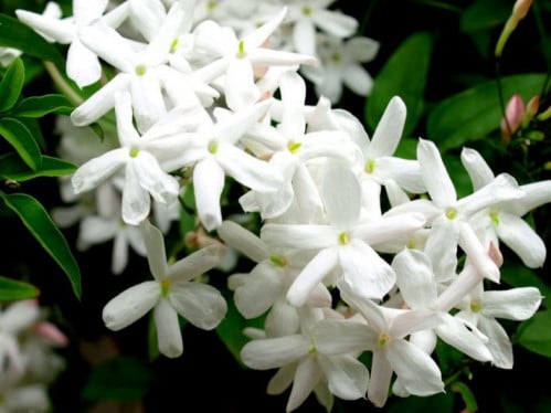 زيت عطري برائحة الياسمين