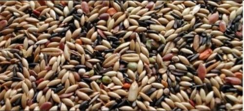 طعام كناري مشكل - 800جم